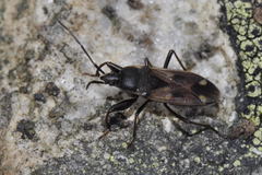 Eremocoris fenestratus