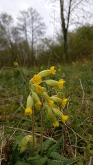 Primula veris