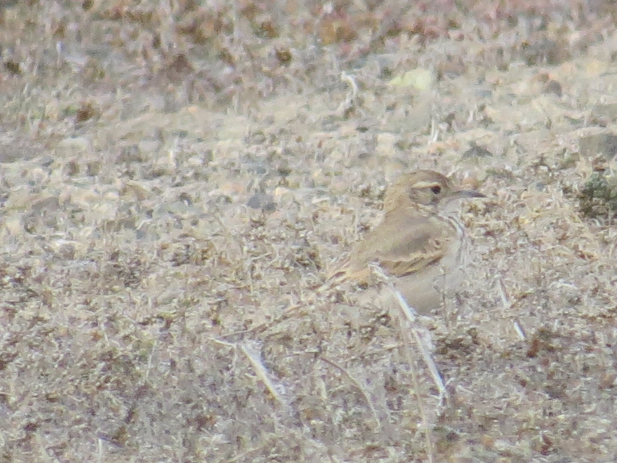 Common Miner (Geositta cunicularia), photo 7