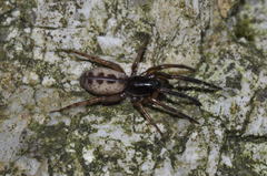 Segestria senoculata