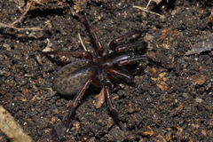 Coelotes atropos