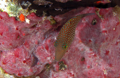 Canthigaster janthinoptera