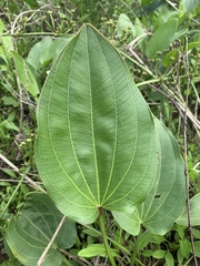 Echinodorus cordifolius