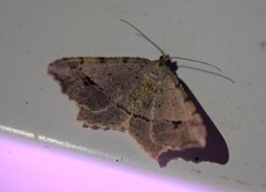 Macaria aequiferaria