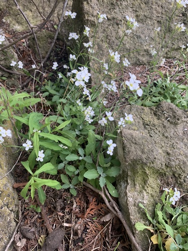 Arabis caucasica, photograph 6
