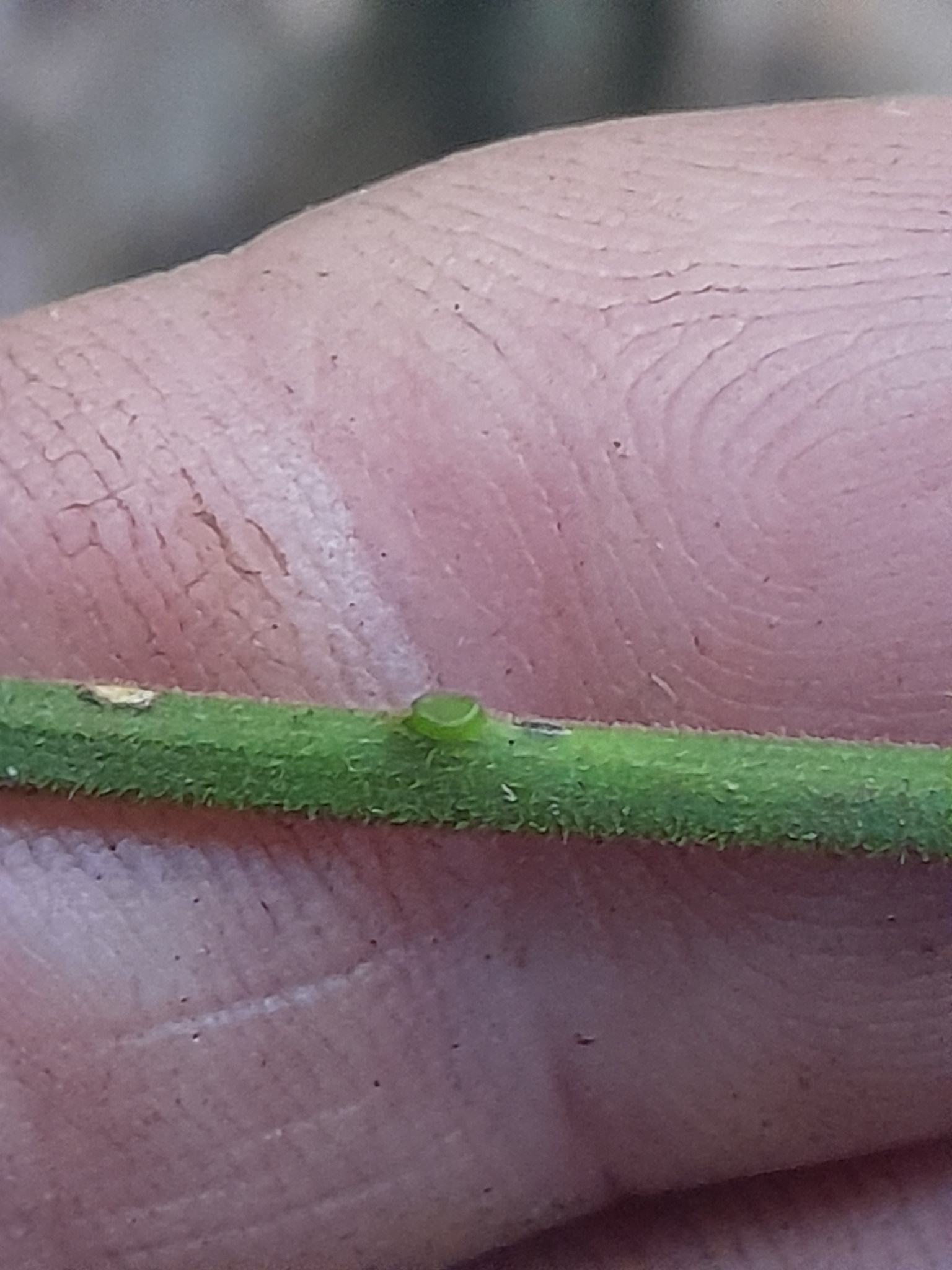 Imagem de Pararchidendron pruinosum