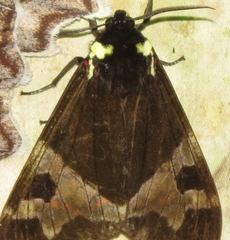 Dysschema magdala