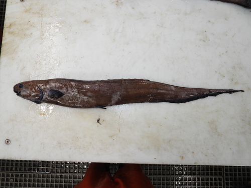Notacanthus, 2026-05-17