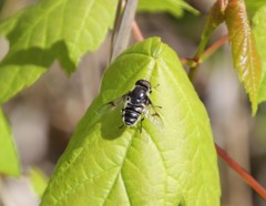 Eristalis saxorum