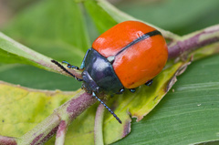 Labidomera suturella