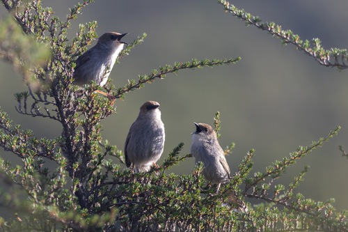 iNaturalist image