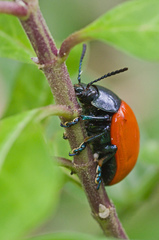 Labidomera suturella