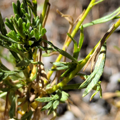 Artemisia rothrockii