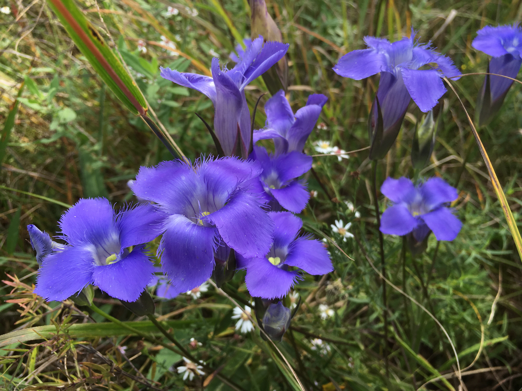 Gentianopsis crinita