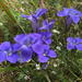 Greater Fringed Gentian - Photo (c) Jesse Lincoln, some rights reserved (CC BY-NC), uploaded by Jesse Lincoln