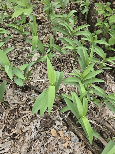 star-flowered lily-of-the-valley