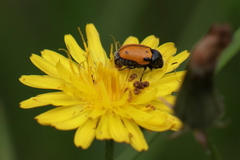 Cryptocephalus rugicollis