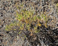 Artemisia rothrockii