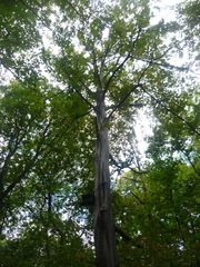 Carpinus