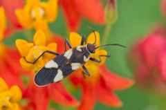 Oncopeltus cingulifer