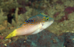 Canthigaster epilampra