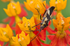 Oncopeltus cingulifer