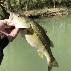 Micropterus henshalli