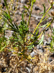 Artemisia rothrockii
