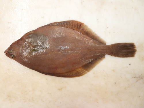 American plaice (Hippoglossoides platessoides) — Pleuronectidae