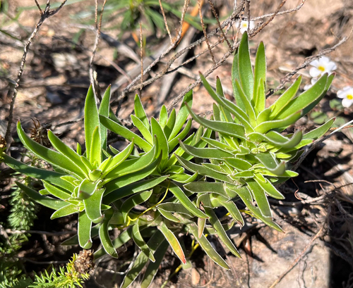 Larochea fascicularis (Lam.) Schult. 2