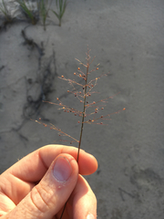 Dichanthelium boreale