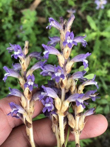 Dwarf Sorrel Broomrape