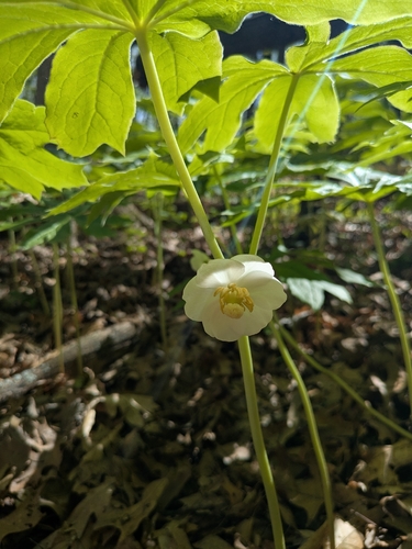 mayapple