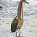 Northern Fasciated Tiger-Heron - Photo (c) Heather Pickard, some rights reserved (CC BY-NC)