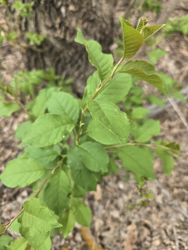chokecherry