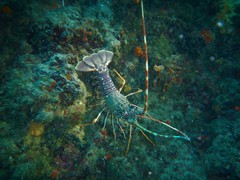 Palinurus elephas