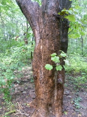 Acer pseudoplatanus