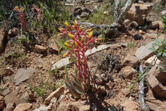 Dudleya saxosa collomiae