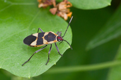 Oncopeltus sandarachatus