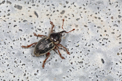 Pachytychius hordei