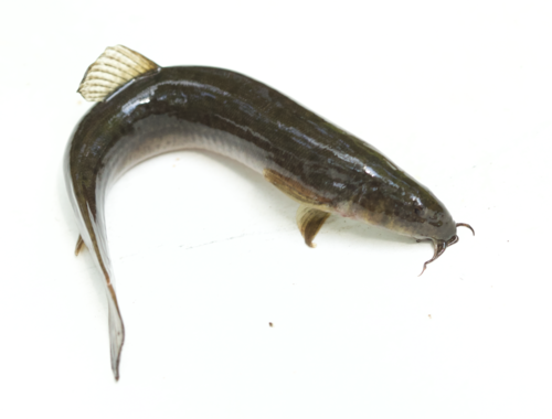Oriental Weatherfish