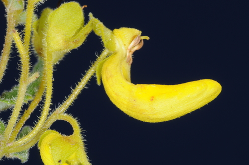 Calceolaria teucrioides (Calceolaria teucrioides)
