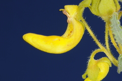 Calceolaria teucrioides