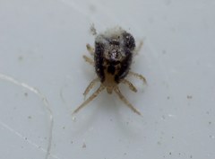 Ophionyssus