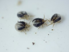Ophionyssus
