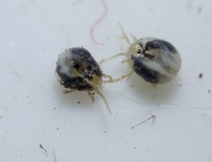 Ophionyssus