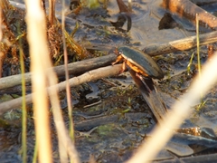 Cybister lateralimarginalis