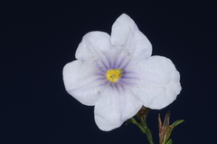 Nierembergia linariifolia