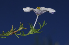 Nierembergia linariifolia