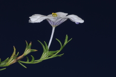 Nierembergia linariifolia